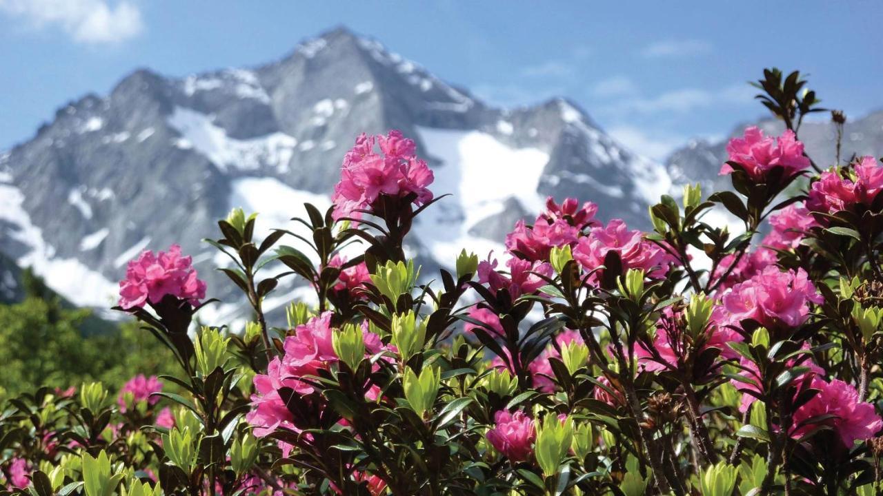 Guesthouse Alpenrose Mestia Bagian luar foto